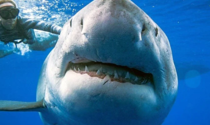 Gặp cá mập khi tắm biển tại Úc: Hiểu biết và biện pháp an toàn